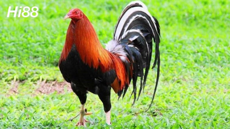 10 giống Gà chọi Mỹ thiện chiến được người chơi gà yêu thích 20 Giống gà Kelso